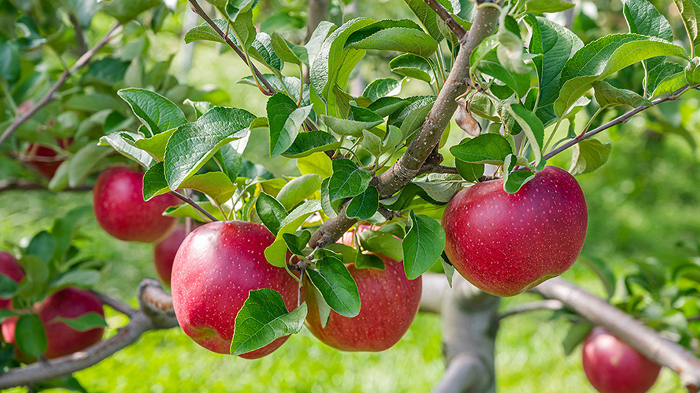 りんごの木